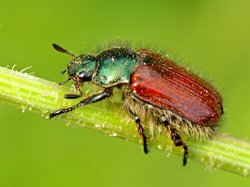 Gartenlaubkäfer - Phyllopertha horticola (NICHT VERWECHSELN mit Japankäfer) | © e-pics R.Büchi