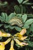 Hufeisenklee - Hippocrepis comosa. Raupe des Silbergrünen Bläulings -  Lysandra coridon | © e-pics A.Krebs
