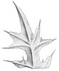 Diverse specie di cardi – Cirsium spp. Foglie spinose | © APF