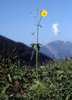 Renoncule âcre - Ranunculus acris | © Agroscope