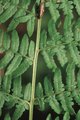 Felce aquilina - Pteridium aquilinum. Ramificazione principale, i cui rachidi laterali di secondo ordine portano le foglioline disposte come le barbe di una penna | © Agroscope