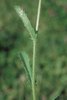 Wiesen-Margerite - Leucanthemum vulgare. Stängelblätter | © Agroscope