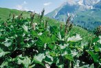 Alpen-Blacke - Rumex alpinus. Auf Viehlägerstelle | © Agroscope