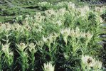 Macchia di cardo spinosissimo - Cirsium spinosissimum | © Agroscope