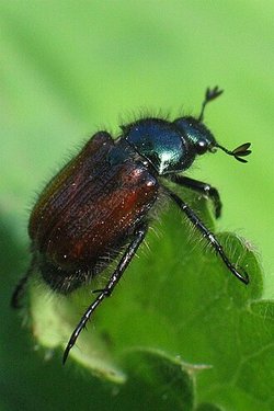 Gartenlaubkäfer - Phyllopertha horticola (NICHT VERWECHSELN mit Japankäfer) | © Wikipedia
