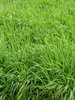 Längerdauernde Gras-Weissklee-Mischung für raigrasfähige Lagen, SM 430, mit Knaulgras | © Agroscope