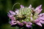 Feld-Witwenblume - Knautia arvensis. Mit Langhornmotte - Nemophora metallica, und Schlupfwespe | © e-pics A.Krebs