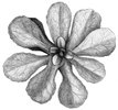 Rosette. Beispiel: Gänseblümchen - Bellis perennis | © AGFF