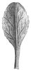 Gänseblümchen - Bellis perennis. Einzelblatt aus der Rosette | © AGFF