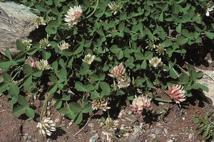 Trèfle de Thal - Trifolium thalii | © Agroscope