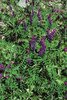Veccia montanina - Vicia cracca |  © Agroscope
