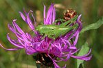 Grünes Heupferd auf Wiesenflockenblume | © e-pics R.Büchi