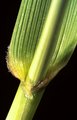 Rohrschwingel - Festuca arundinacea. Bewimperte Blattöhrchen | © e-pics R.Gerbert