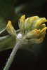 Gelbklee / Hopfenklee - Medicago lupulina. Ei des Bläulings - Polyommatus spp. | © e-pics A.Krebs