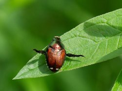Japankäfer - Warnverhalten | © Ch.Linder, Agroscope