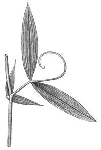 Cicerchia dei prati - Lathyrus pratensis. Blattpaar und Nebenblätter |  © APF