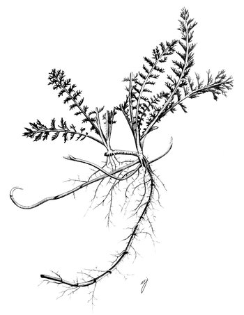 Schafgarbe - Achillea millefolium. Lange Kriechtriebe | © AGFF