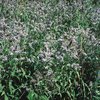 Rossminze - Mentha longifolia. In ungepflegter Weide | © Agroscope