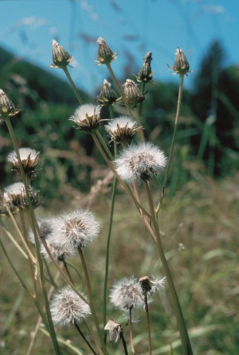 Blütenstände mit weissem Haarpappus | © Agroscope