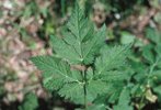 Cerfoglio irsuto - Chaerophyllum hirsutum. Foglia | © Agroscope