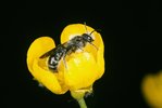Renoncule âcre - Ranunculus acris. Avec l’abeille solitaire Chelostoma florisomne | © e-pics A.Krebs