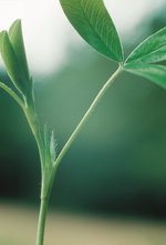 Trifoglio intermedio - Trifolium medium. Stipole strette e ciliate | © Agroscope