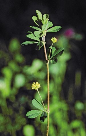 Trèfle douteux - Trifolium dubium | © Agroscope