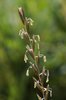 Chiendent - Elymus repens | © e-pics A.Krebs