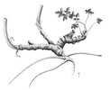Berg-Kerbel - Chaerophyllum hirsutum. Flach liegendes Rhizom mit mehreren Köpfen | © AGFF