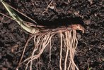 Renoncule âcre - Ranunculus acris. Rhizome, 5 - 10 cm de long | © Agroscope