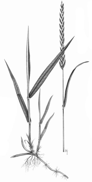 Gramigna comune - Elymus repens | © APF