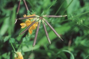 Schotenklee / Hornklee - Lotus corniculatus. Hülsen | © Agroscope