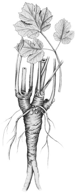 Grande berce - Heracleum sphondylium. Racine pivotante avec plusieurs pousses | © ADCF