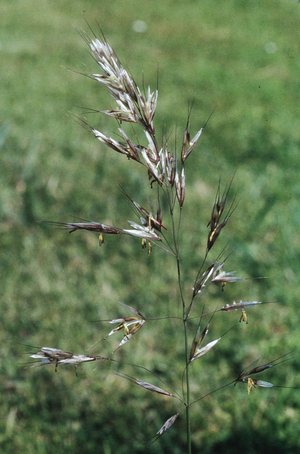 Flaumhafer - Helictotrichon pubescens | © e-pics M.Baltisberger