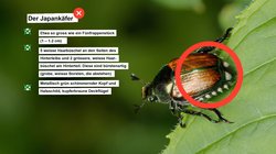 Japankäfer - Steckbrief | © BLW