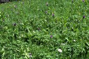 Nährstoffreiche Nasswiese, Untertyp Dotterblumen-Wiese, wechselnass, mit Trollblume und Bachdistel | © W.Dietl