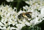 Wiesen-Bärenklau - Heracleum sphondylium. Goldbeinige Sandbiene - Andrena chrysosceles | © e-pics A.Krebs