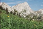 Alpen-Rispengras - Poa alpina. "Lebendgebärend, vivipar" | © Agroscope