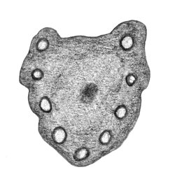 Cerfoglio comune - Anthriscus sylvestris. Sezione trasversale di picciolo fogliare | © APF