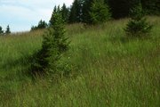 Streue-Wiese, Untertyp Pfeifengras-Wiese, im Berggebiet | © W.Dietl