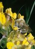 Wundklee - Anthyllis vulneraria. Mit Früher Langhornbiene - Eucera nigrescens | © e-pics A.Krebs