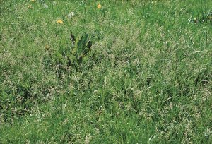 Einjähriges Rispengras - Poa annua | © Agroscope