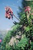 Alpen-Süssklee - Hedysarum hedysaroides. Frucht mit scheibenförmigen Gliedern | © Agroscope