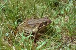 Grasfrosch | © e-pics, U.Kloter