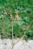 Wiesen-Kümmel - Carum carvi. Fruchtstand mit Kümmelsamen | © Agroscope