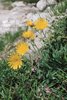 Sparviere del calcare – Hieracium villosum. Foglie rivestite da fitti peli bianchi | © Agroscope