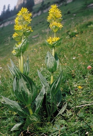 Gelber Enzian - Gentiana lutea | © Agroscope
