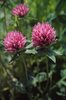 Rotklee - Trifolium pratense | © e-pics A.Krebs