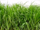 Miscela loglio italico – trifoglio violetto, Mst 230, con erba maz-zolina| © Agroscope