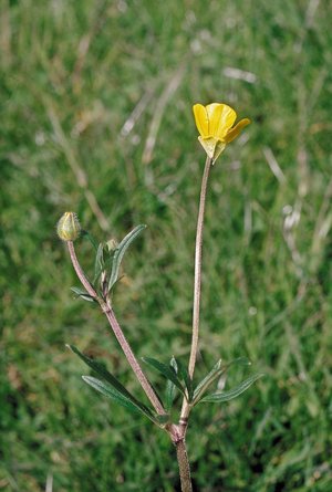 Ranuncolo bulboso - Ranunculus bulbosus. Sepali deflessi lungo il peduncolo fiorale| © Agroscope
